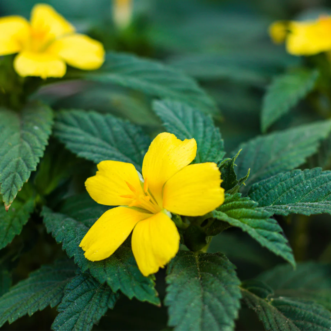 advertorial-ing-damiana-leaf.png