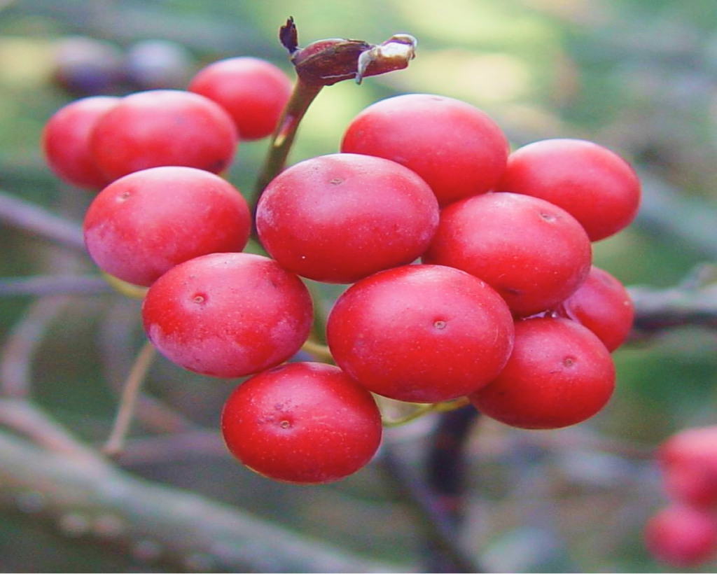advertorial-ing-smilax-china.png