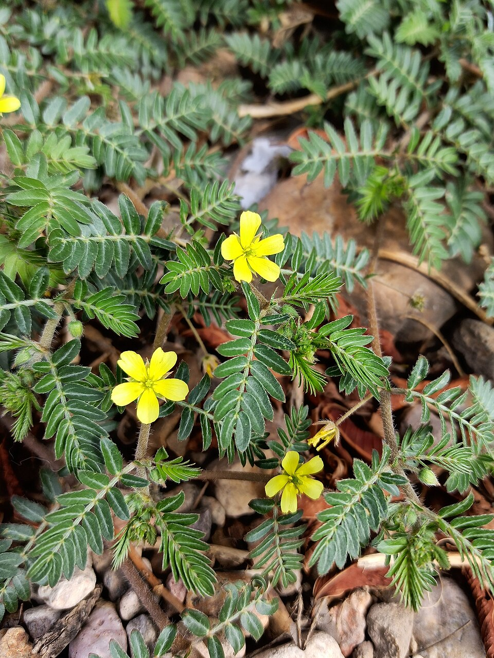 advertorial-ing-tribulus-terrestris.png