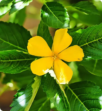 Damiana Leaf