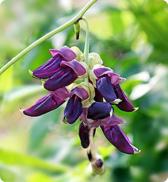 _Over 30 Hormone Support_