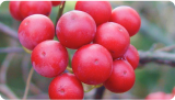 Gleefull Supplements image