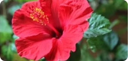 Close-up of a bright red flower with green leaves in the background