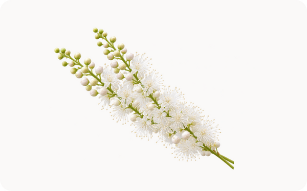 Organic Black Cohosh