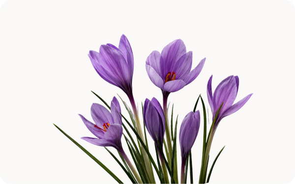 Saffron Extract