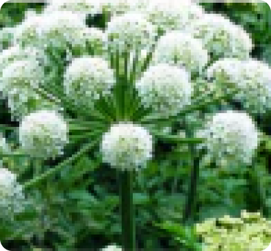 Dong Quai (Angelica Gigas Root)