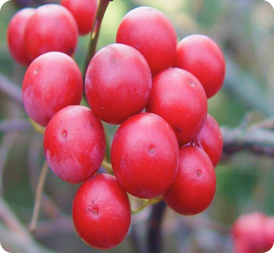 Smilax China