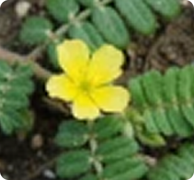 Tribulus Terrestris